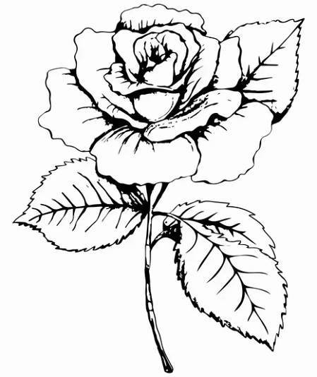 Růže 2